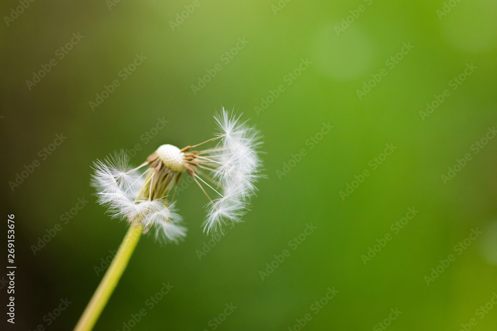 Fototapeta premium Dandelion flying on green background