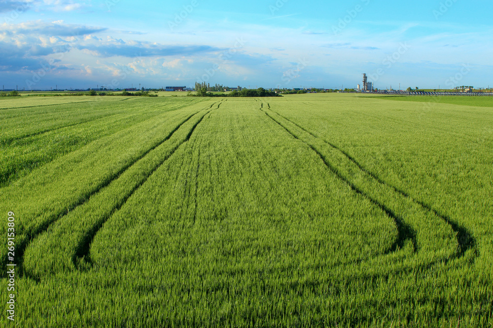 Green wheat field, green enery, blue sky