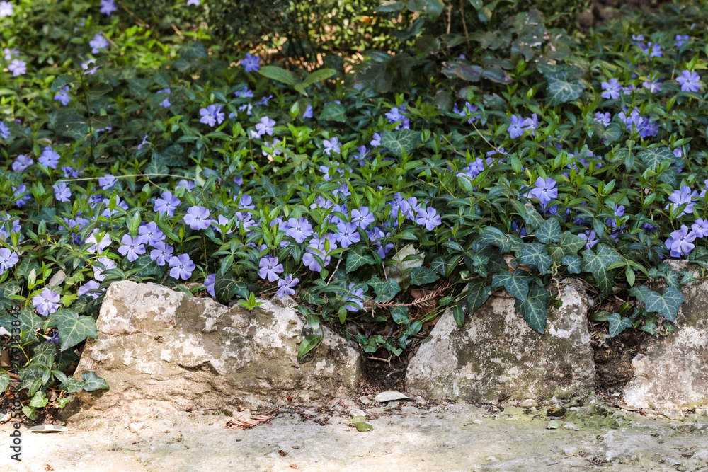 periwinkle flowers background spring time periwinkle flowers background spring time