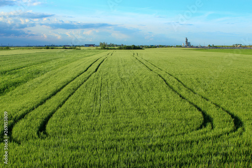 Green wheat field  green enery  blue sky