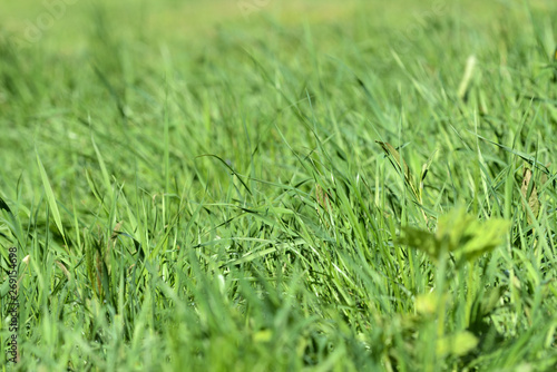 Fresh green grass on sunlit lawn close up. Natural background