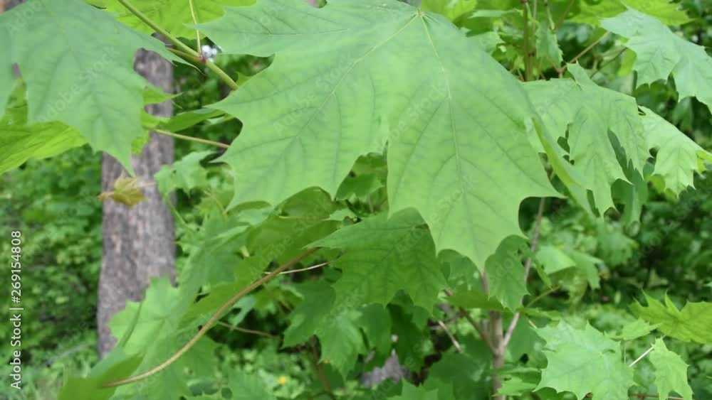 Background of green oak leaves. Texture.