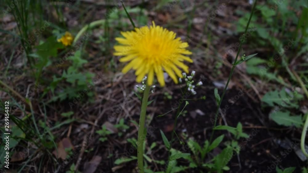 One yellow flower in green grass. One yellow flower in green grass.