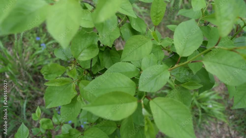 Different green foliage in the forest. Different green foliage in the forest.