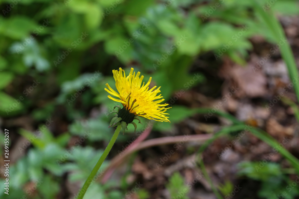 Bloomed dandelion in nature grows from green grass Bloomed dandelion in nature grows from green grass