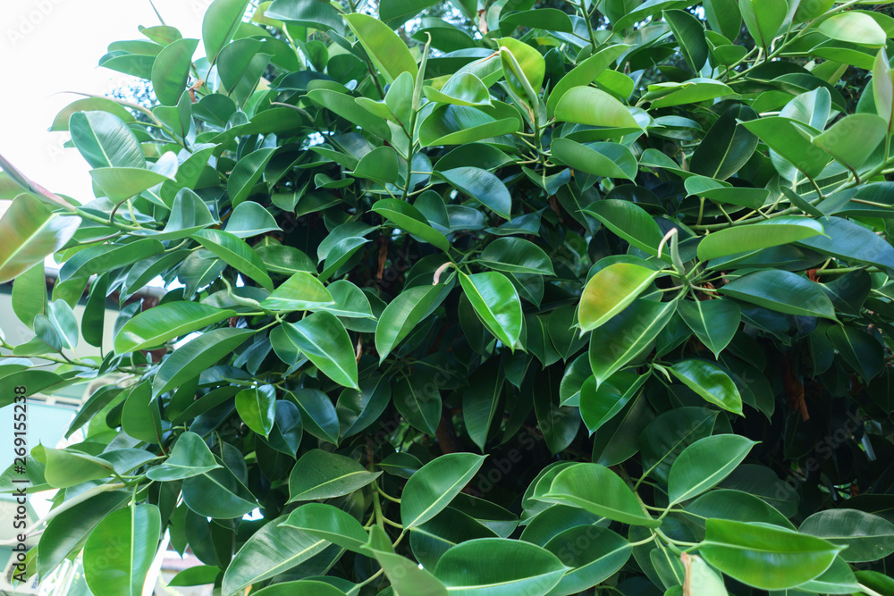 Ficus Elastica in Summer Closeup, Green Tropical Background, Houseplant Fig Ficus Rubber Elastica Tree with Green Big Smooth Leaves and Trunk, Urban Gardening, Home Planting, Houseplant Ficus Elastica