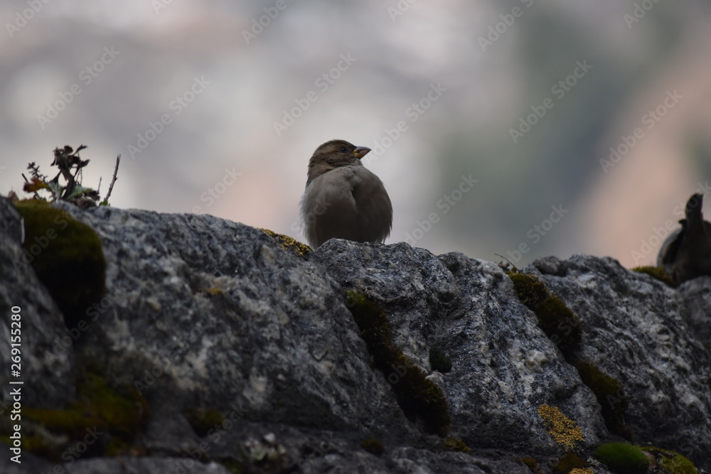 Bird On Mountain