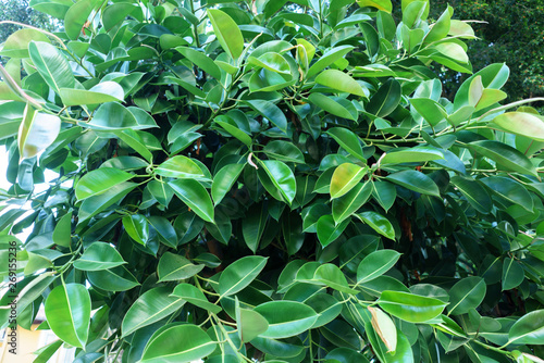 Ficus Elastica in Summer Closeup  Green Tropical Background  Houseplant Fig Ficus Rubber Elastica Tree with Green Big Smooth Leaves and Trunk  Urban Gardening  Home Planting  Houseplant Ficus Elastica