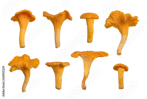 Chanterelles or girolles mushroom.