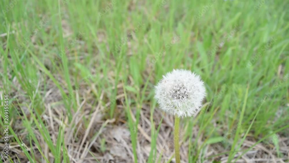 One dandelion on the green grass. It's spring. One dandelion on the green grass. It's spring.