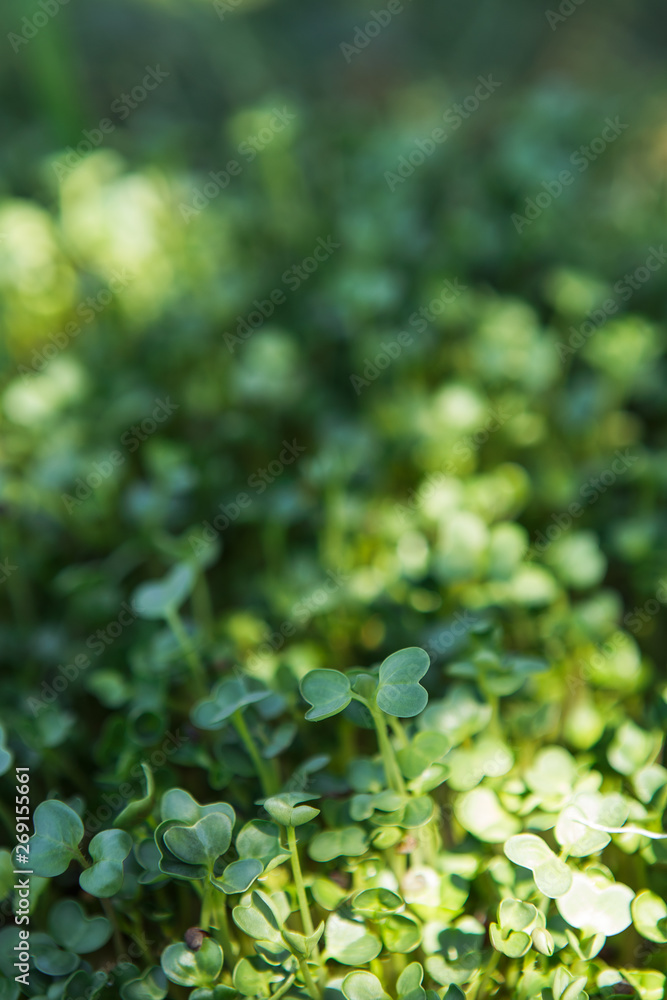Microgreen background in natural light Microgreen background in natural light