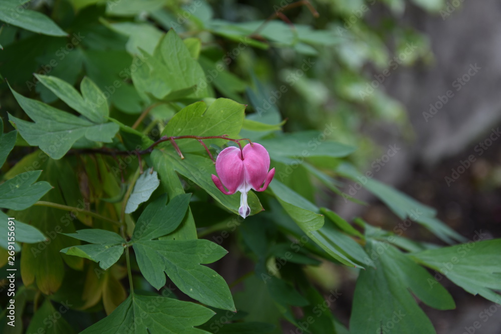 Unique backyard plants with flowers Unique backyard plants with flowers