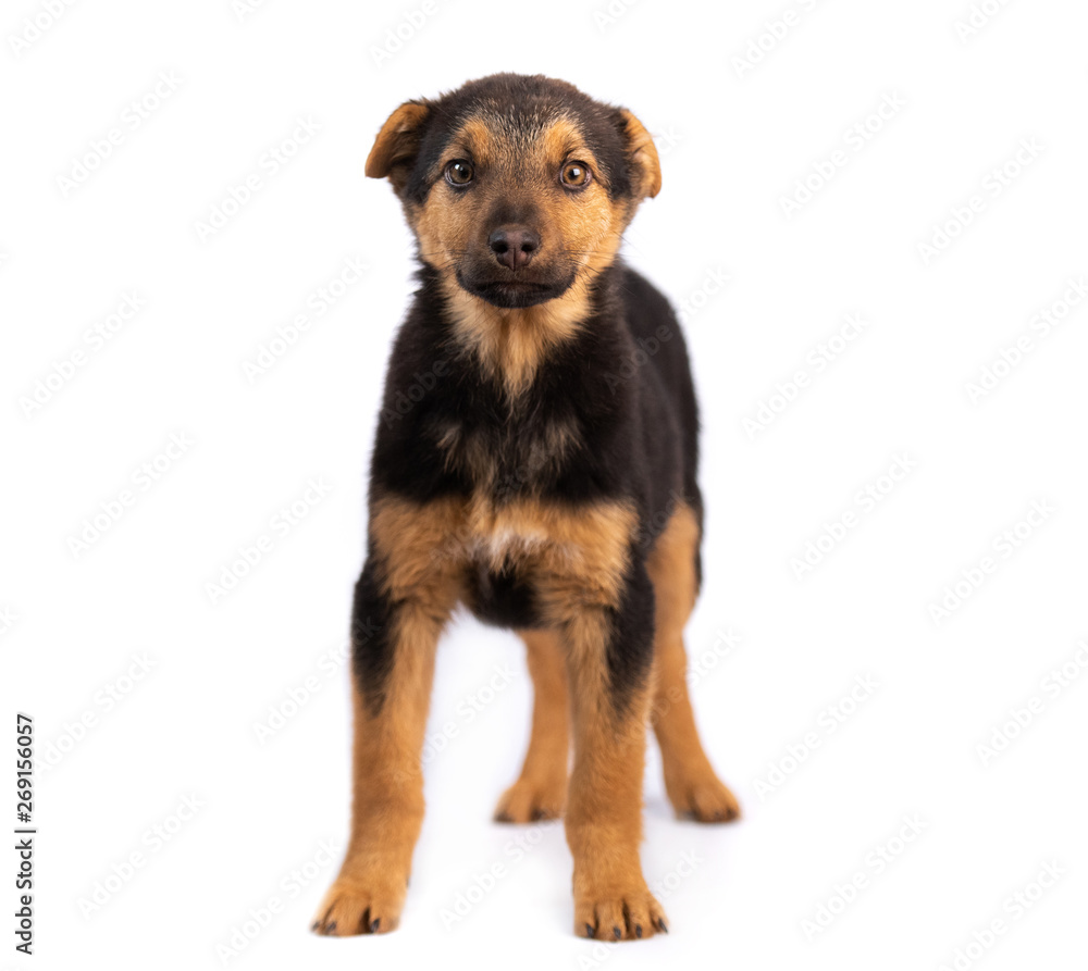 Brown puppy isolated on white background