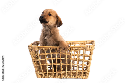 Brown puppy in bascket isolated on white background
