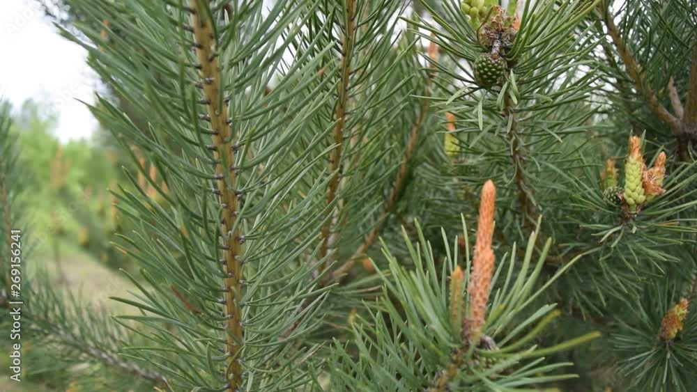 A lot of green needles on the pine tree. Summer nature. A lot of green needles on the pine tree. Summer nature.