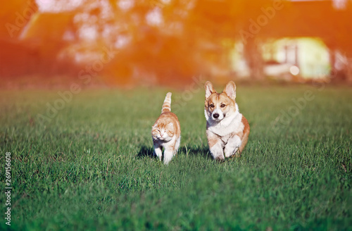 red friends cat and puppy khulet on green grass at Sunny summer meadow on a w...