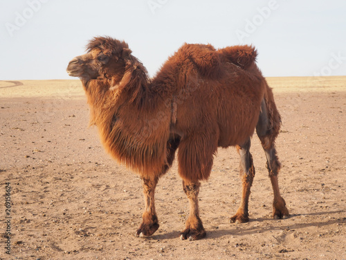 Bactrian or two-humped camel in the Gobi desert, Mongolia