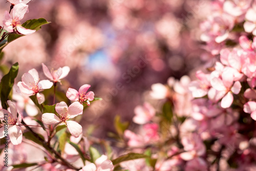 Sakura flowers with pink petals in spring. Cherry tree blossoming on sunny day on floral background. Nature, beauty, environment. Sakura blooming season concept. Blossom, bloom, flowering.