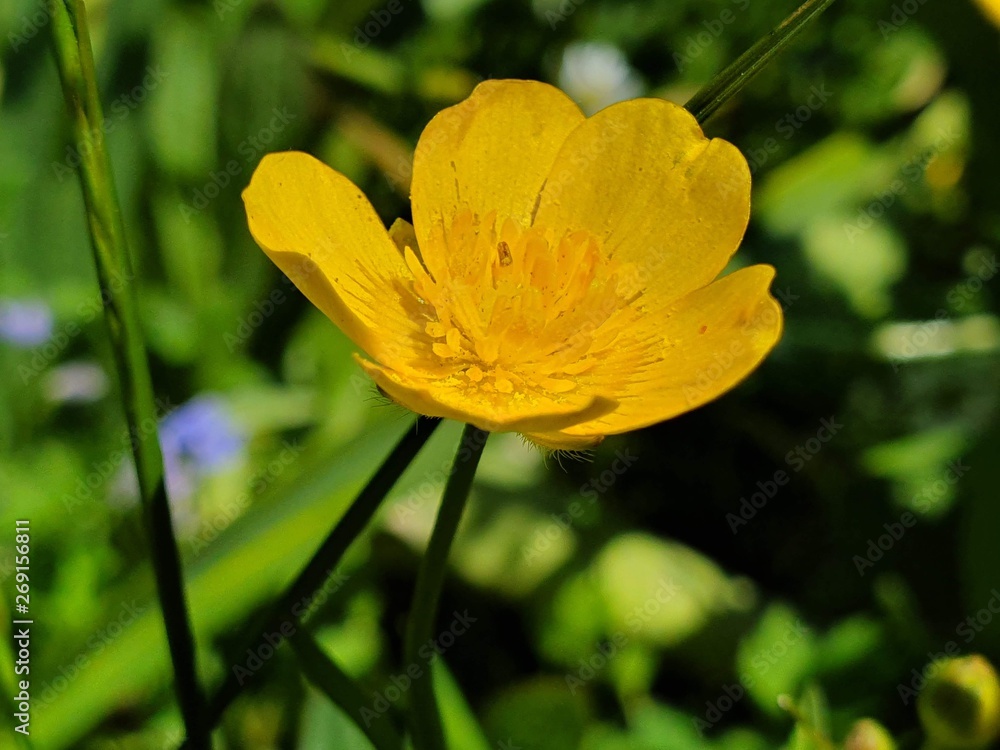 Die gelbe Blüte der Butteblume, kleine gelbe Blume hat sich nicht  unterkriegen lassen, Stock Photo | Adobe Stock