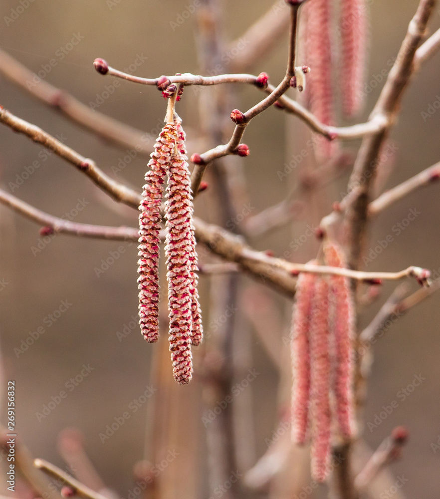 Naklejka premium Flowers on hazelnut branches in spring