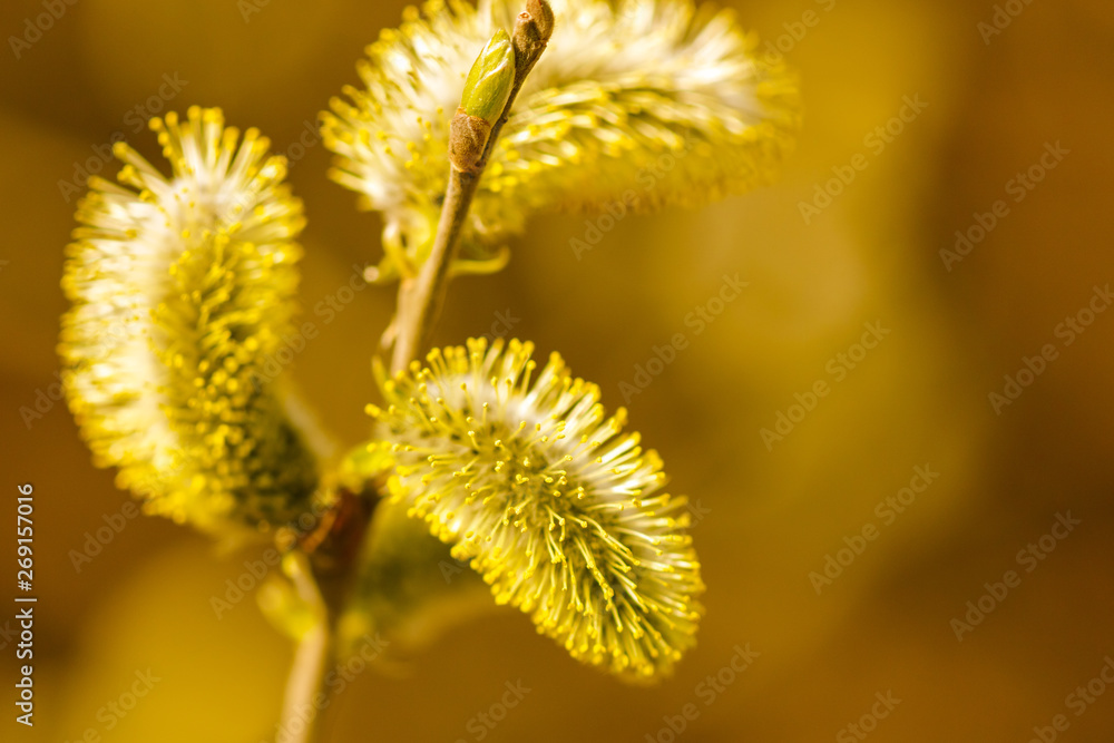 Yellow flowers on the branches of willow Yellow flowers on the branches of willow