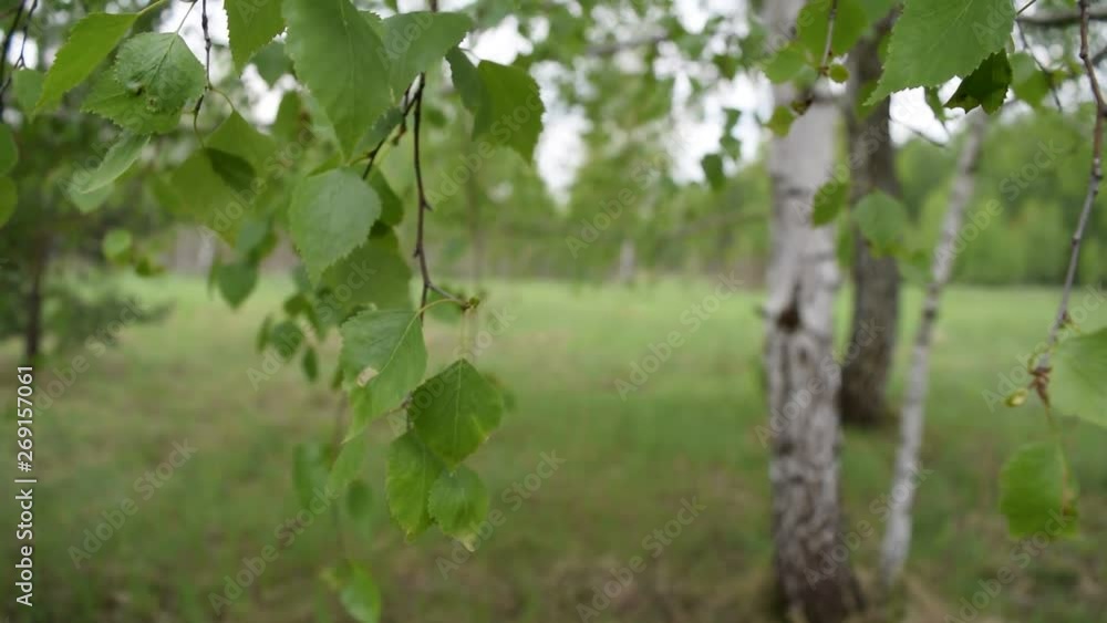 View through green leaves on a birch tree in a field in nature. View through green leaves on a birch tree in a field in nature.