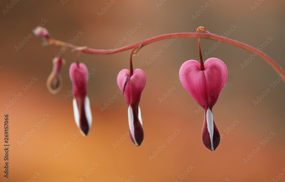 Fototapeta premium Serduszka okazała