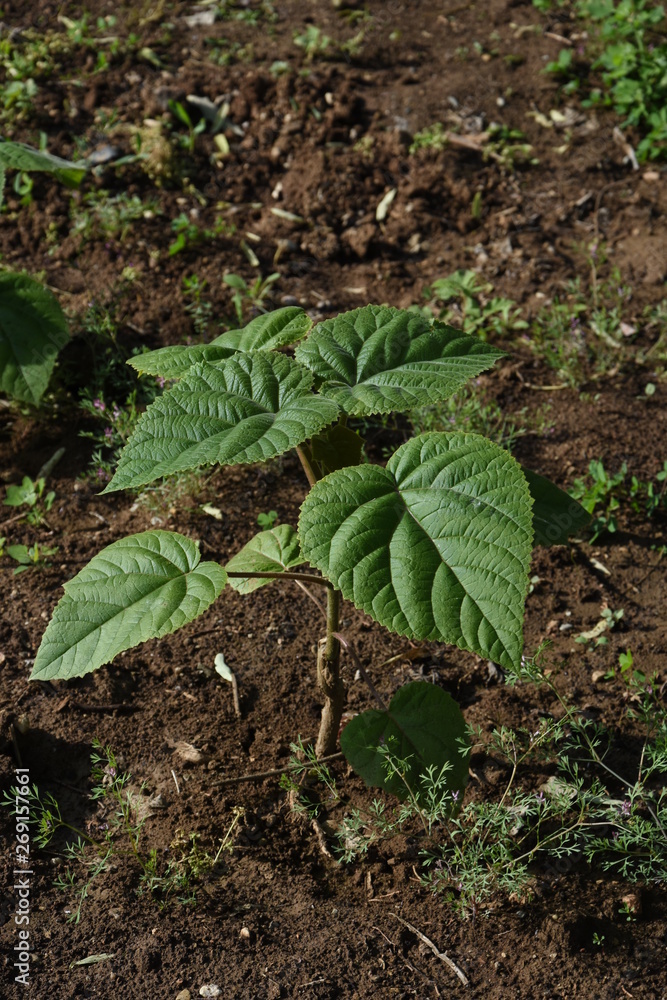 Paulownia elongata young trees saddles Paulownia elongata young trees saddles
