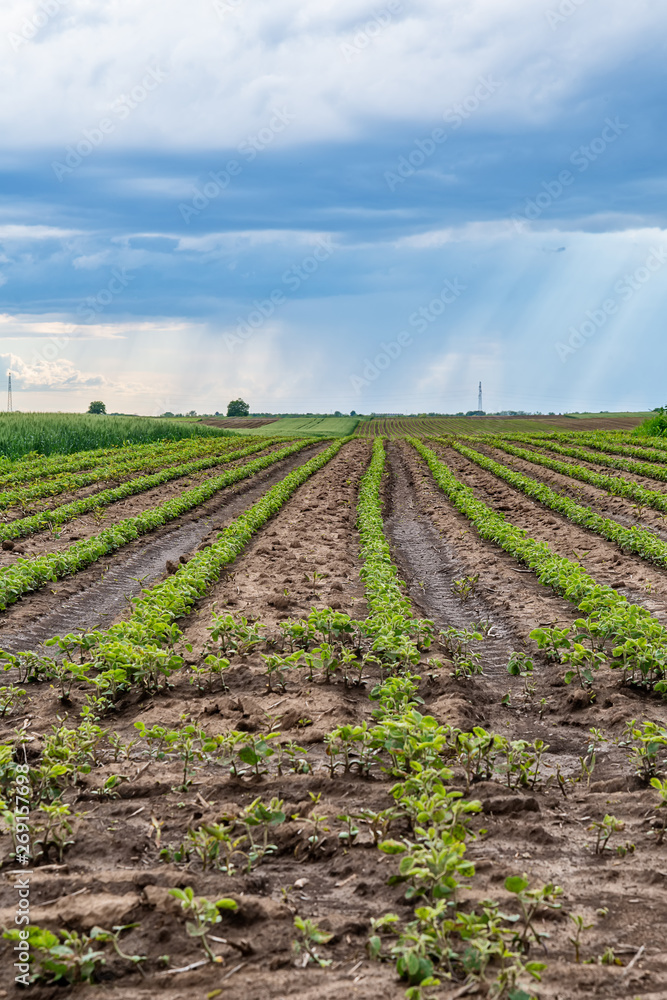 Green field of potato crops in a row 