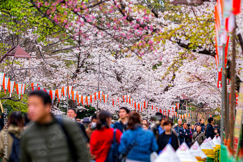 上野公園で花見をする人々 photo