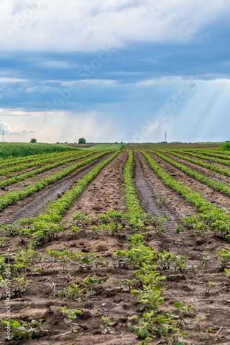 Green field of potato crops in a row 
