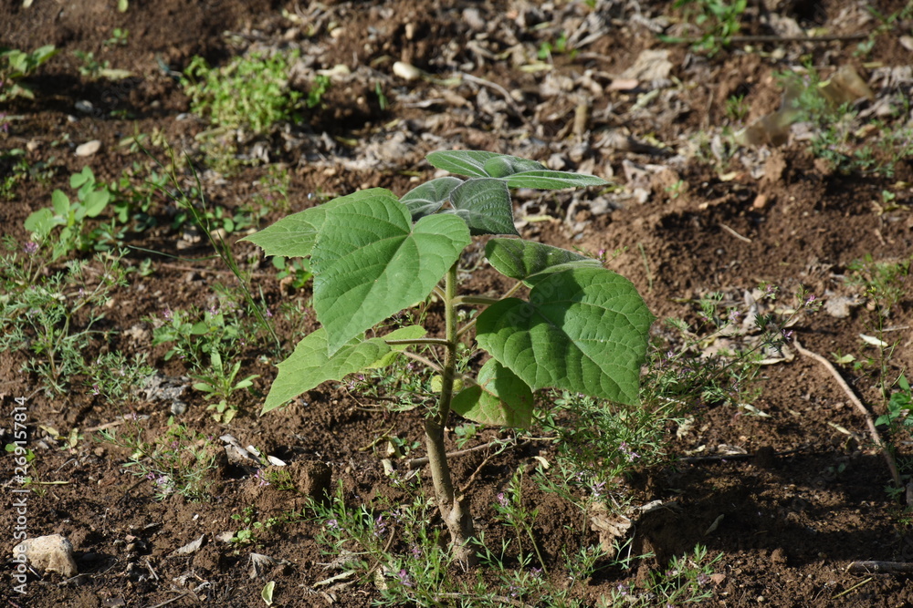 Fototapeta premium Paulownia elongata young trees saddles