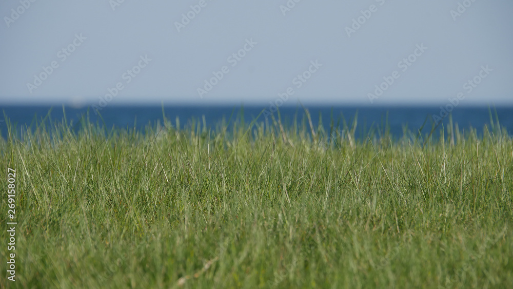 grass and sea