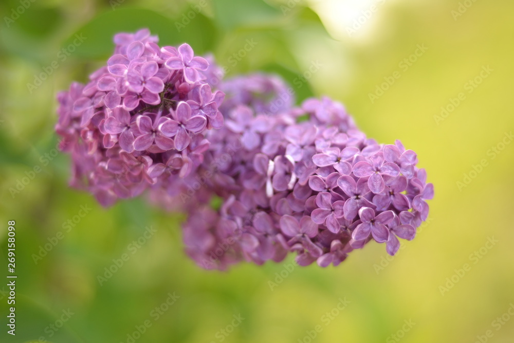 flower, lilac, nature, purple, spring, flowers, garden flower, lilac, nature, purple, spring, flowers, garden