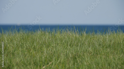 grass and sea