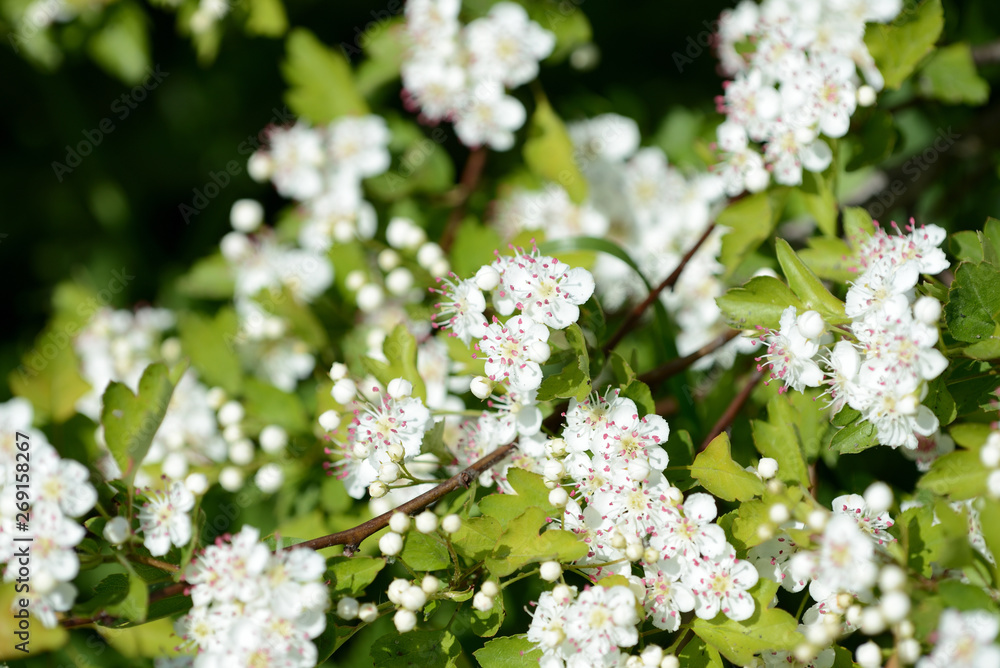 Beautiful white flowers of hawthorn on a sunny day close up