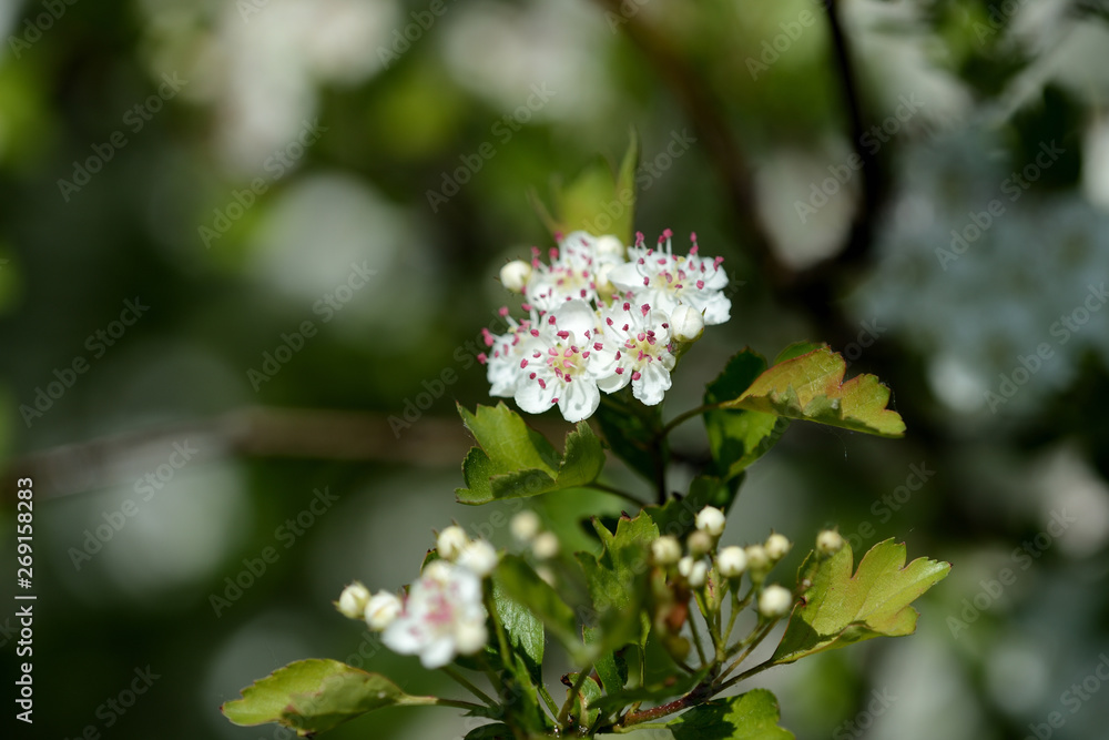 Beautiful white flowers of hawthorn on a sunny day close up Beautiful white flowers of hawthorn on a sunny day close up
