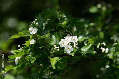 Beautiful white flowers of hawthorn on a sunny day close up