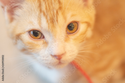 Close up of face orange cat.