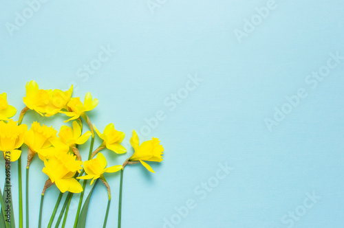 Spring floral background. Yellow narcissus or daffodil flowers on blue background top view flat lay. Easter concept, International Women's Day, March 8, holiday. Card with flowers. Place for text