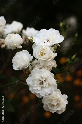 Blooming white roses bush