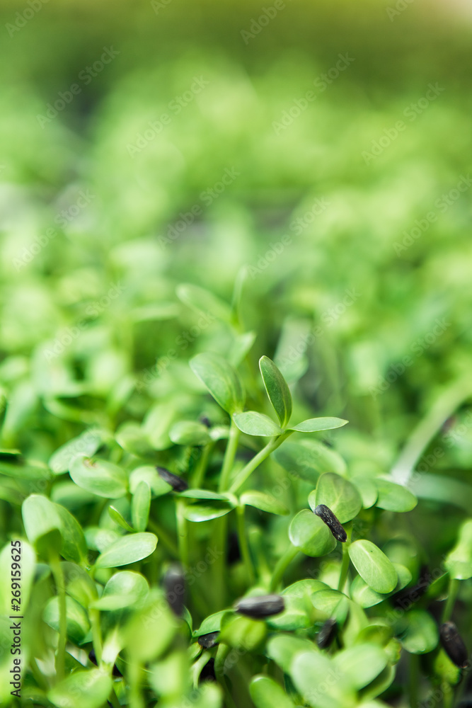 Microgreen background in natural light Microgreen background in natural light