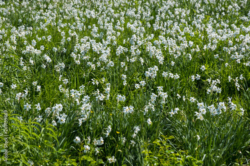 A field of white flowers daffodils on a green background