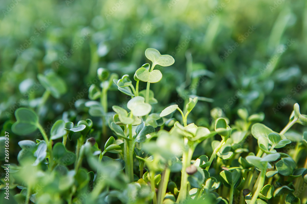 Obraz premium Microgreen background in natural light