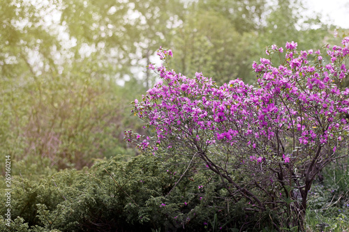  rhododendron bush in spring. bush with purple flowers.