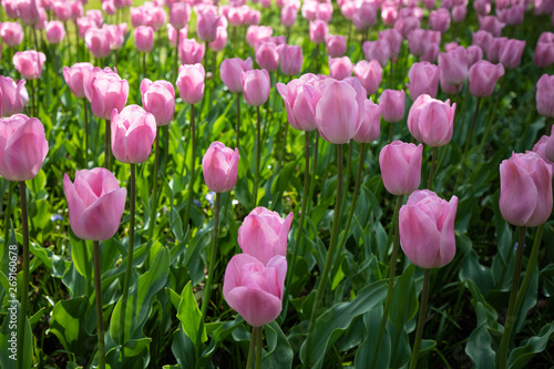 pink tulips in garden