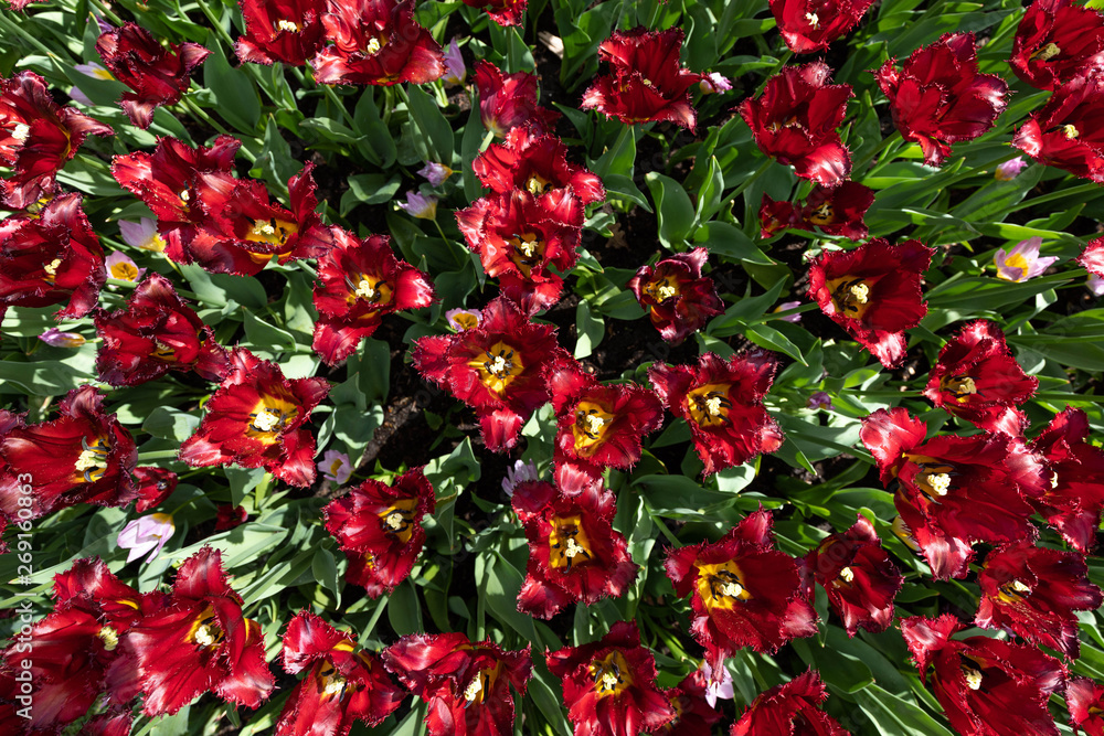 Fototapeta premium flowers in the garden