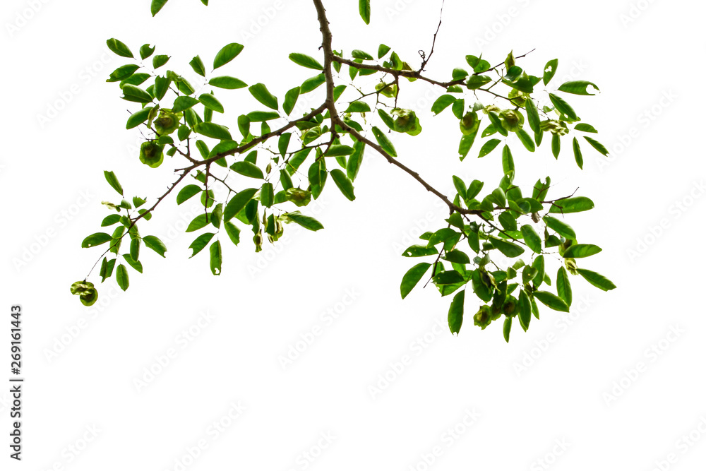 Isolated green leaf on the white background. Isolated green leaf on the white background.