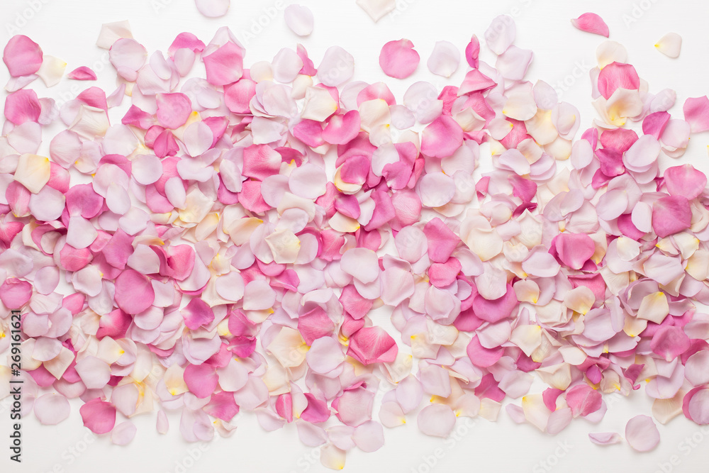 Pink rose flowers petals on white background. Flat lay, top view, copy space. Pink rose flowers petals on white background. Flat lay, top view, copy space.