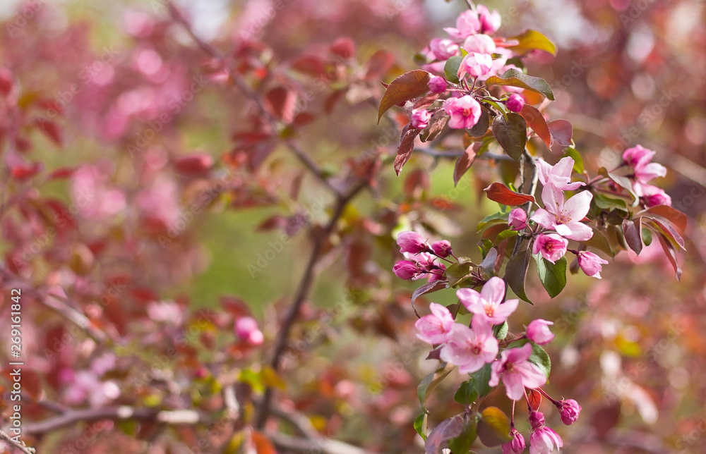 flowers of the decorative apple on the branch. pink flowers of apple tree flowers of the decorative apple on the branch. pink flowers of apple tree